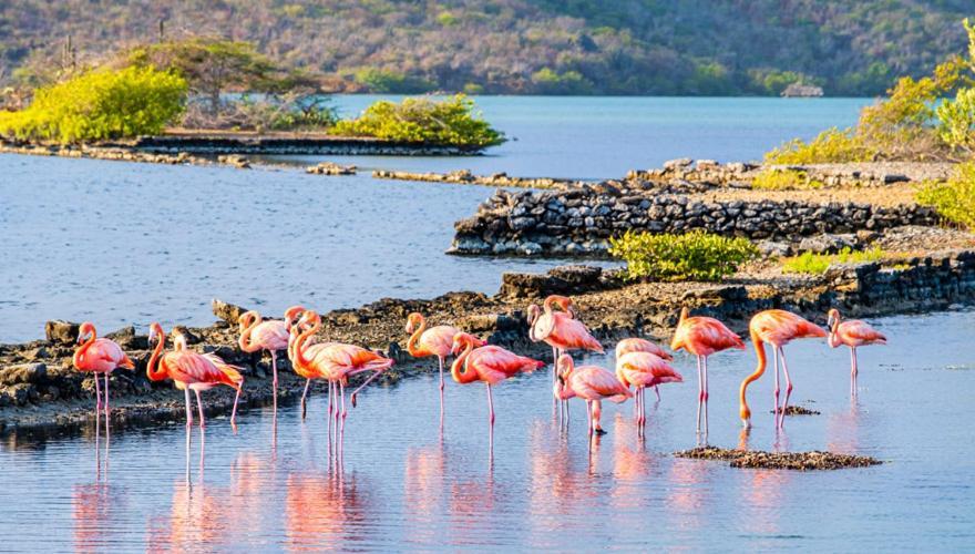 Caribbean Beach Resort Blenchi Curacao Willemstad Rom bilde